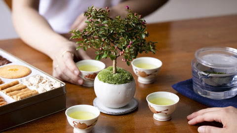 Carefully Brewed "028 Ryofu" Recipe Using Cooled Water. Enjoy an Elegant Tea Time with a Bonsai Tree in an Ethnic Atmosphere